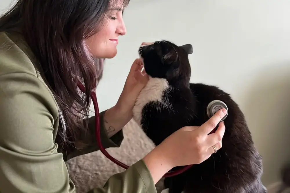 A Dra. Fernanda auscultando um gato preto e branco com estetoscópio, segurando o queixo dele com a outra mão